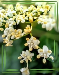 🌿🤍Now blooming🤍🌿