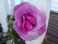 Rose After the Rain