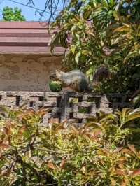squirrel having lunch.  An avocado from my tree!!