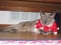 Honey in her Christmas outfit--see how happy she looks