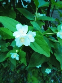 Jasmine