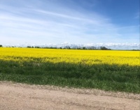 Canola in bloom