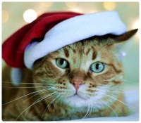 Christmas Cat in a Red Santa Hat