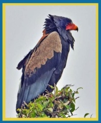 Terathopius ecaudatus - Bateleur Eagle