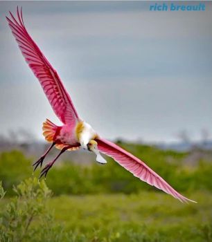 Spoonbill crane Florida