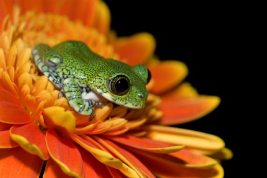 Peacock frog on orange flower