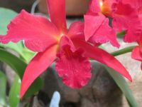 Red Orchid