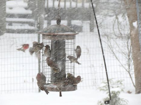 Finches During the Storm