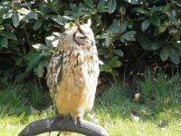 Onze uil