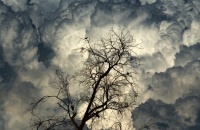 clouds & dead tree
