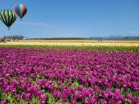 Balloons and Tulips