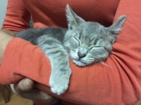 Sleepy Kitten