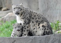 Snow Leopard mother and kitten    ---Critters I'd like to pet (without being eaten, scratched, bitten, etc.)