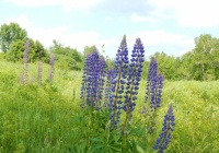 Field of Purple Lupine