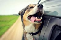 More Dogs in Cars