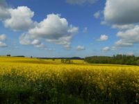 flowering rape fields