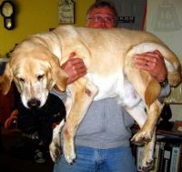That's a BIG dog