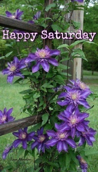 Good Morning - Happy Saturday!