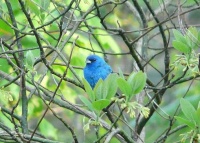 Indigo Bunting 2009