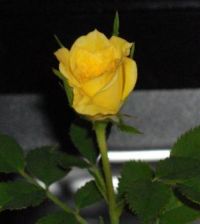 Yellow Mini Rose