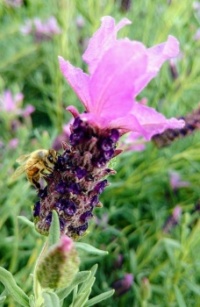 Honey Bee on Spanish Lavender