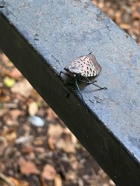 A bug