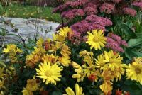 Cottage Garden Flowers - Autumn Mums and Sedums