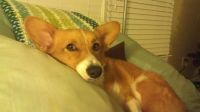Leko the Corgi