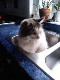 Gray in the sink.