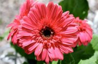 Gerbera Daisy