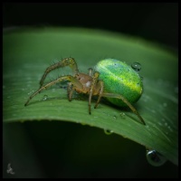 Cucumber Green Spider - Macro photography by uNorsewings