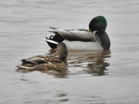 A Mallard pair in the cold water