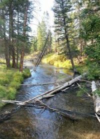Lava Creek, looking north toward Undine Falls, Yellowstone National Park, 9/22/13
