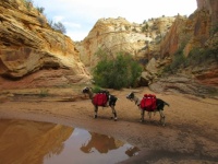 Finn and Scout "reflecting" near Escalante, UT