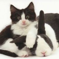 Tuxedo Cat and Rabbit