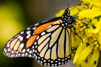 Butterfly! :)
