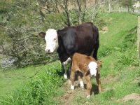 Richards Cow & Calf
