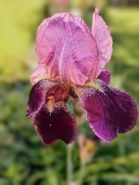 💜🌿💗 Irises 💗🌿💜