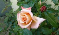 Moje růže