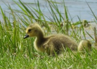 goslings!