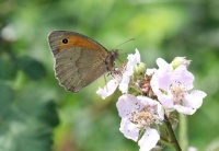 Meadow Brown - Maniola Jurtina (Bruin zandoogje)