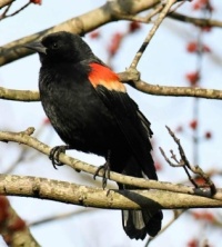 Pretty Bird , 3-18-23