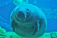 MANATEE
