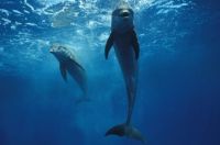 DOLPHINS