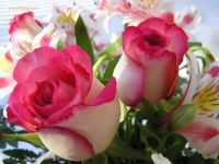 Beautiful-Flowers=Roses