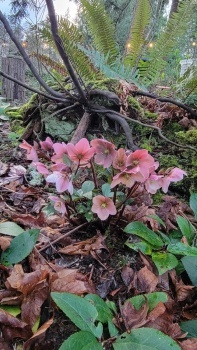 Hellebore Pink Frost