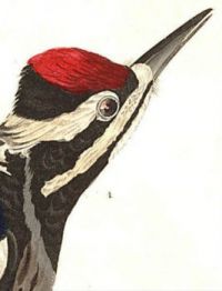 YELLOW BELLIED WOODPECKER
