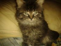 my whiskered angel as a kitten R.I.P. Oliver