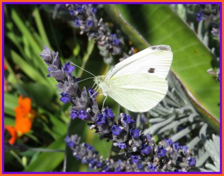 White Cabbage Butterfly on Lavender flower.