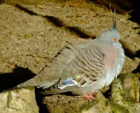Crested Bronzewing